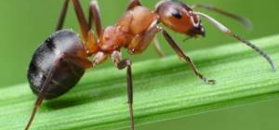 От укуса муравья зуд покраснения и отек что делать